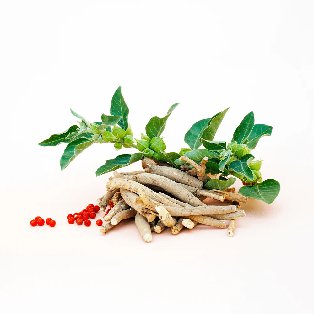 Ashwagandha Kapseln - Image 4