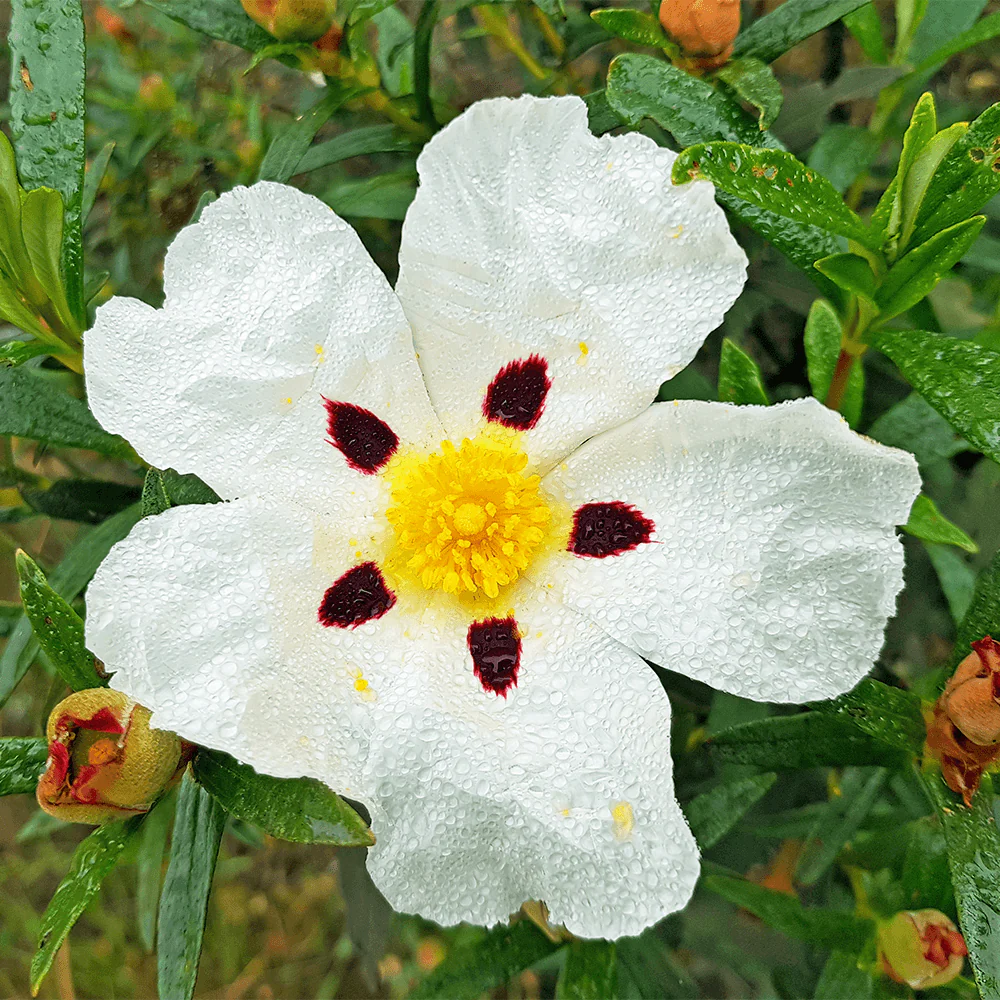 Bio Cistrosenöl - Image 3
