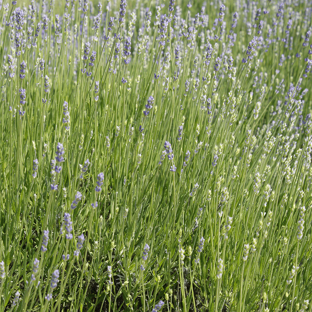 Bio Lavendelblüten - Image 2
