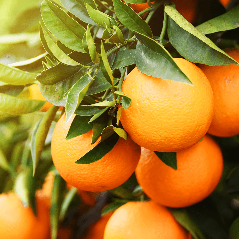 Bio Orangenöl süß - Image 2