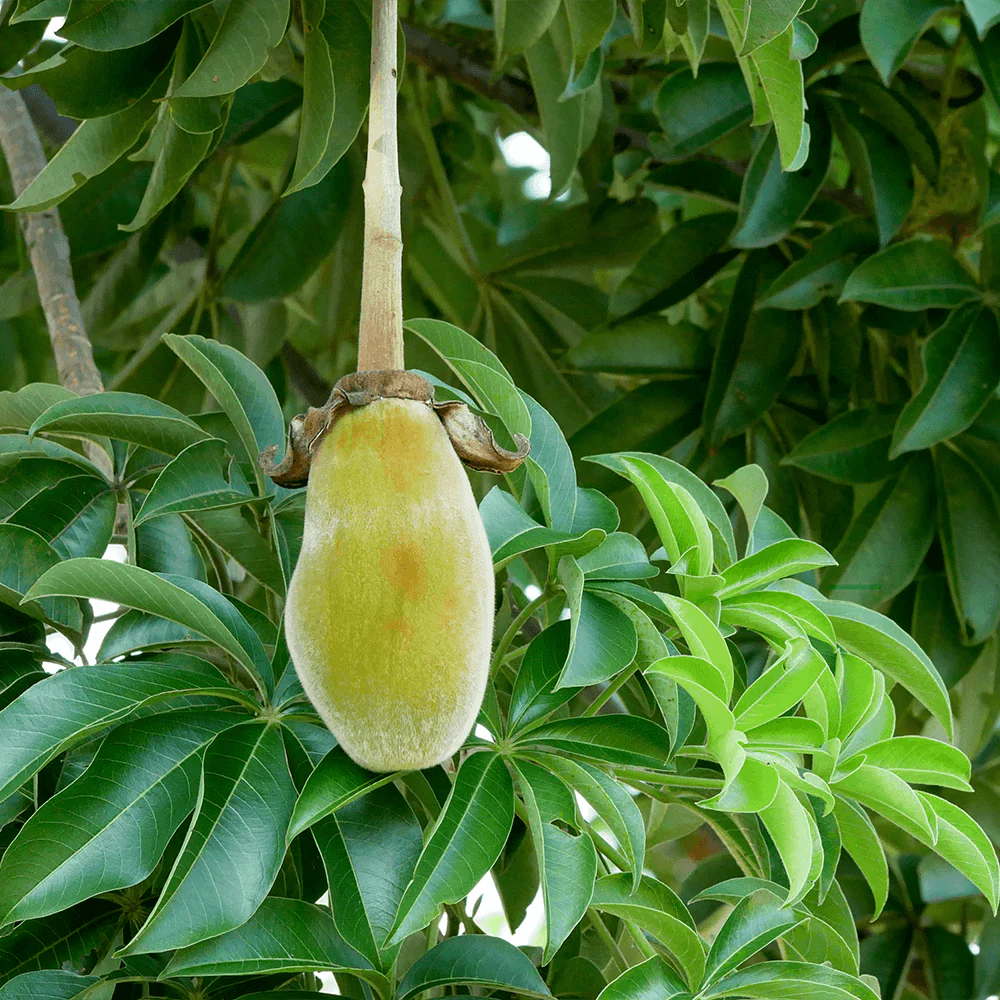 Bio Superfood Baobab Pulver - Image 2