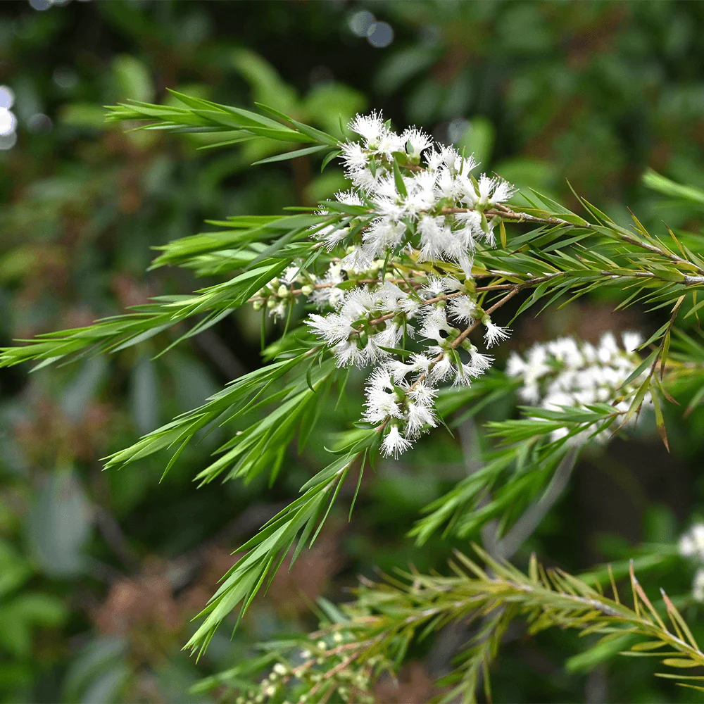 Bio Teebaum Hydrolat (Teebaumwasser) - Image 4