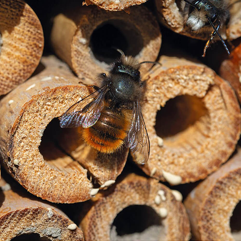 Insektenhotel - Image 4