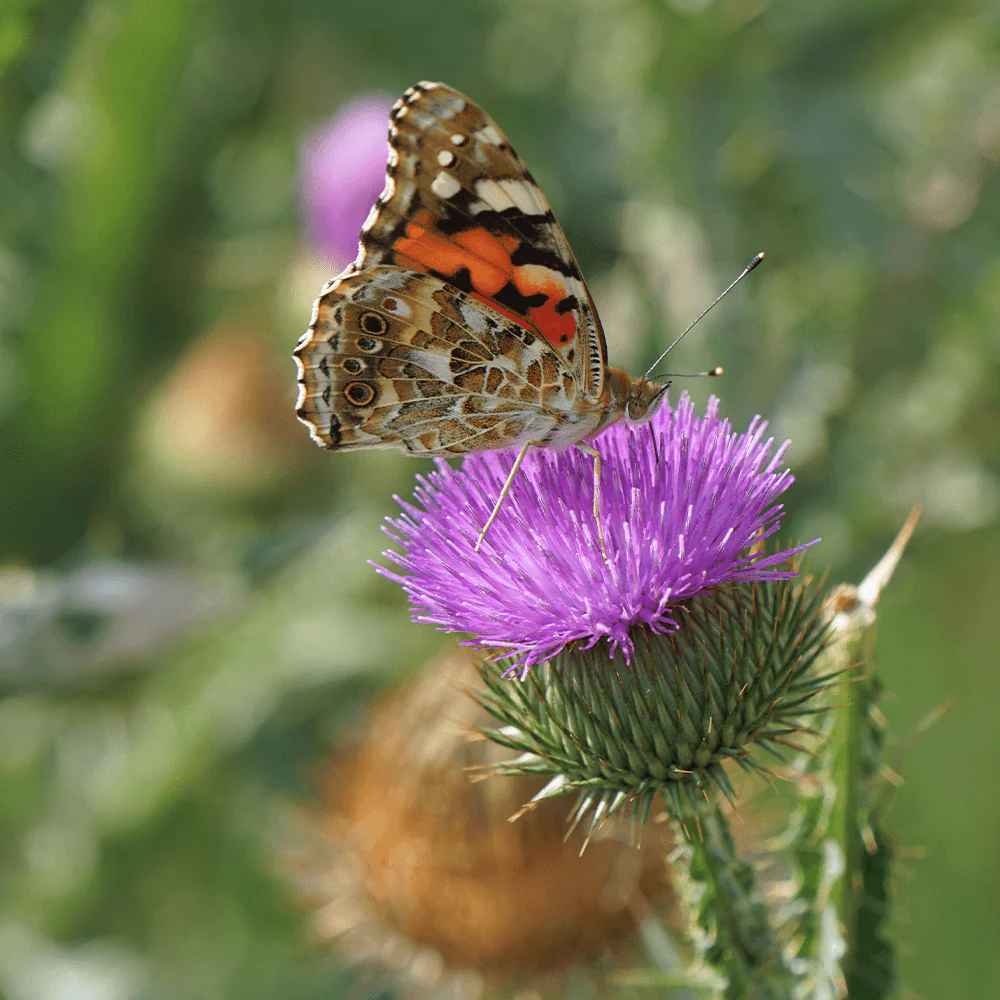 Mariendistel Extrakt Kapseln mit 80 % Silymarin - Image 3