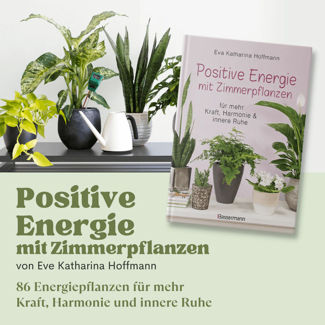 Positive Energie mit Zimmerpflanzen - Image 2