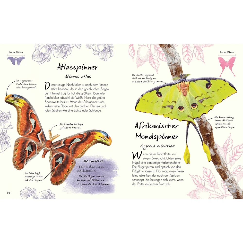 Wundervolle Welt – Kleine Schätze. Schmetterlinge - Image 5
